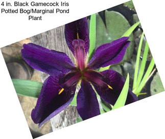 4 in. Black Gamecock Iris Potted Bog/Marginal Pond Plant