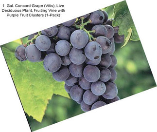 1  Gal. Concord Grape (Vitis), Live Deciduous Plant, Fruiting Vine with Purple Fruit Clusters (1-Pack)