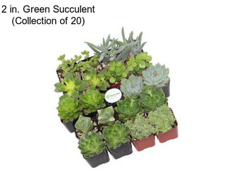 2 in. Green Succulent (Collection of 20)