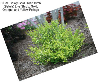 3 Gal. Cesky Gold Dwarf Birch (Betula) Live Shrub, Gold, Orange, and Yellow Foliage