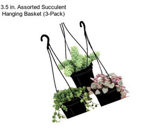3.5 in. Assorted Succulent Hanging Basket (3-Pack)