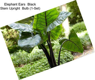 Elephant Ears  Black Stem Upright  Bulb (1-Set)