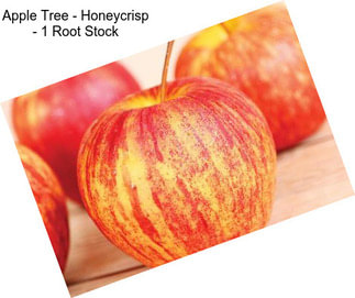 Apple Tree - Honeycrisp - 1 Root Stock