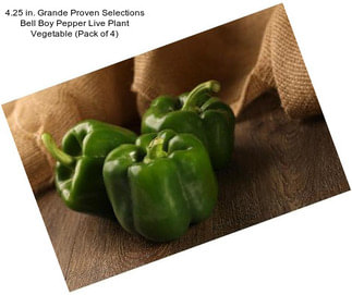 4.25 in. Grande Proven Selections Bell Boy Pepper Live Plant Vegetable (Pack of 4)