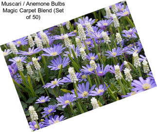 Muscari / Anemone Bulbs Magic Carpet Blend (Set of 50)