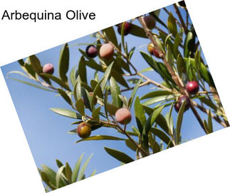 Arbequina Olive