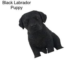 Black Labrador Puppy