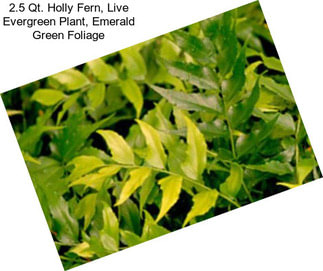 2.5 Qt. Holly Fern, Live Evergreen Plant, Emerald Green Foliage