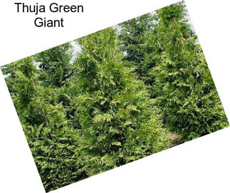 Thuja Green Giant