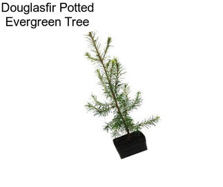 Douglasfir Potted Evergreen Tree