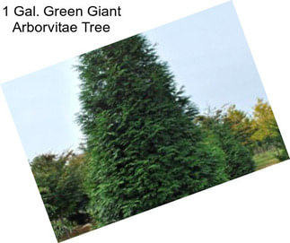 1 Gal. Green Giant Arborvitae Tree