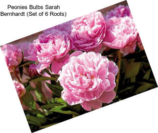 Peonies Bulbs Sarah Bernhardt (Set of 6 Roots)