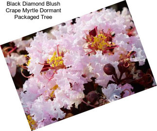 Black Diamond Blush Crape Myrtle Dormant Packaged Tree