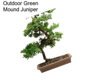 Outdoor Green Mound Juniper