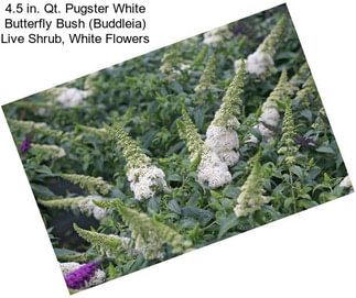 4.5 in. Qt. Pugster White Butterfly Bush (Buddleia) Live Shrub, White Flowers