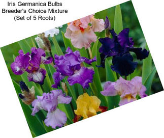 Iris Germanica Bulbs Breeder\'s Choice Mixture (Set of 5 Roots)