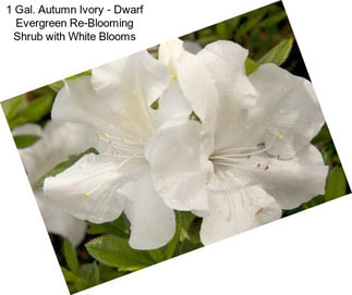 1 Gal. Autumn Ivory - Dwarf Evergreen Re-Blooming Shrub with White Blooms