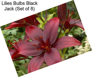 Lilies Bulbs Black Jack (Set of 8)