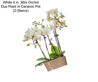 White 4 in. Mini Orchid Duo Plant in Ceramic Pot (2-Stems)