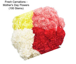 Fresh Carnations - Mother\'s Day Flowers (100 Stems)