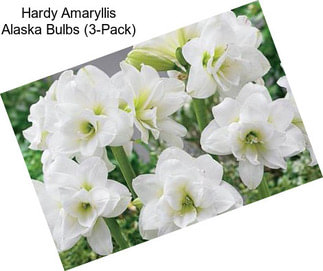 Hardy Amaryllis Alaska Bulbs (3-Pack)