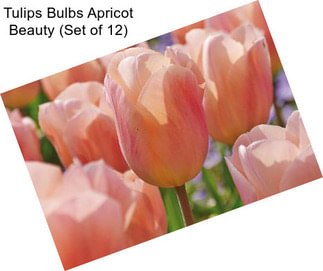 Tulips Bulbs Apricot Beauty (Set of 12)