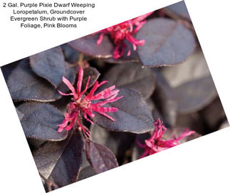 2 Gal. Purple Pixie Dwarf Weeping Loropetalum, Groundcover Evergreen Shrub with Purple Foliage, Pink Blooms