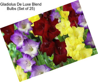 Gladiolus De Luxe Blend Bulbs (Set of 25)