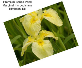 Premium Series Pond Marginal Iris Louisiana Kimboshi Kit