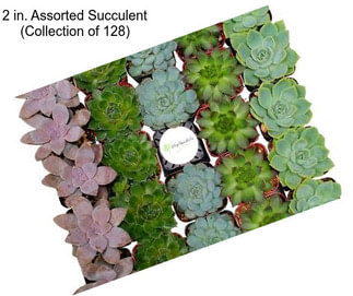 2 in. Assorted Succulent (Collection of 128)