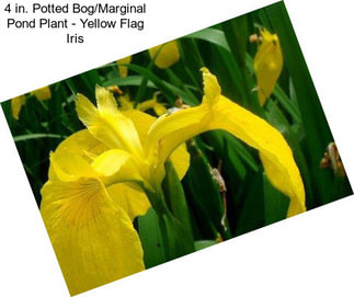 4 in. Potted Bog/Marginal Pond Plant - Yellow Flag Iris