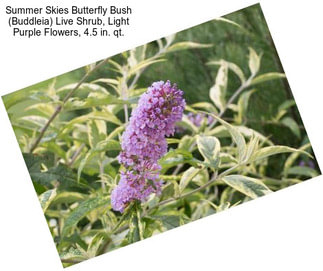 Summer Skies Butterfly Bush (Buddleia) Live Shrub, Light Purple Flowers, 4.5 in. qt.