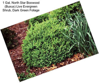1 Gal. North Star Boxwood (Buxus) Live Evergreen Shrub, Dark Green Foliage