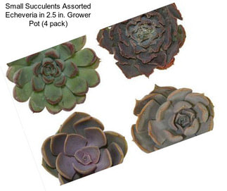 Small Succulents Assorted Echeveria in 2.5 in. Grower Pot (4 pack)