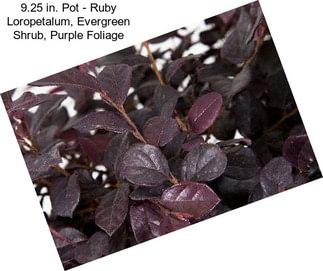 9.25 in. Pot - Ruby Loropetalum, Evergreen Shrub, Purple Foliage