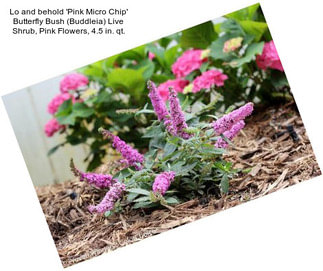 Lo and behold \'Pink Micro Chip\' Butterfly Bush (Buddleia) Live Shrub, Pink Flowers, 4.5 in. qt.