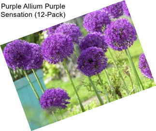 Purple Allium Purple Sensation (12-Pack)