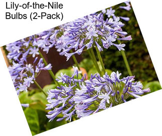 Lily-of-the-Nile Bulbs (2-Pack)