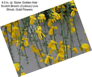4.5 in. qt. Sister Golden Hair Scotch Broom (Cytisus) Live Shrub, Gold Flowers