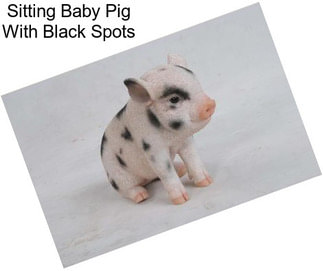 Sitting Baby Pig With Black Spots