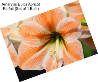 Amaryllis Bulbs Apricot Parfait (Set of 1 Bulb)