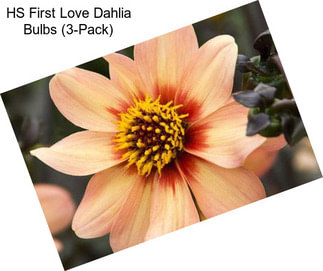 HS First Love Dahlia Bulbs (3-Pack)