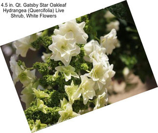 4.5 in. Qt. Gatsby Star Oakleaf Hydrangea (Quercifolia) Live Shrub, White Flowers