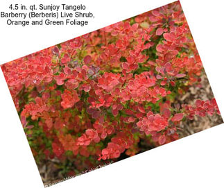 4.5 in. qt. Sunjoy Tangelo Barberry (Berberis) Live Shrub, Orange and Green Foliage