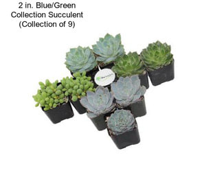 2 in. Blue/Green Collection Succulent (Collection of 9)