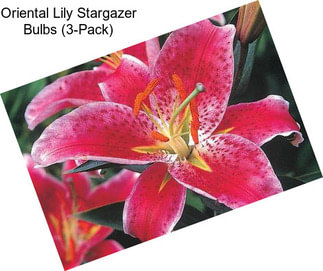Oriental Lily Stargazer Bulbs (3-Pack)