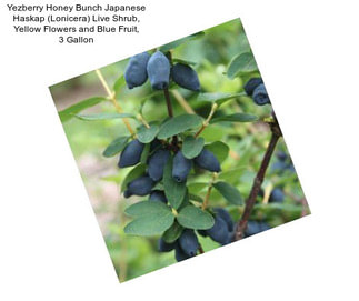 Yezberry Honey Bunch Japanese Haskap (Lonicera) Live Shrub, Yellow Flowers and Blue Fruit, 3 Gallon