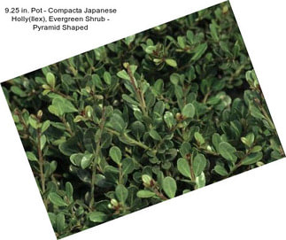 9.25 in. Pot - Compacta Japanese Holly(Ilex), Evergreen Shrub - Pyramid Shaped