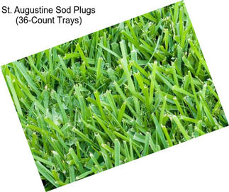 St. Augustine Sod Plugs (36-Count Trays)