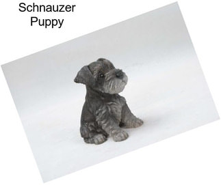 Schnauzer Puppy